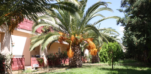 Hotel's flora